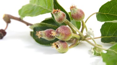 Elma yumurtalığı. Çiçek açtıktan sonra elma çiçek açar. Çiçek açtıktan sonra meyveler oluşur. Seçici odak