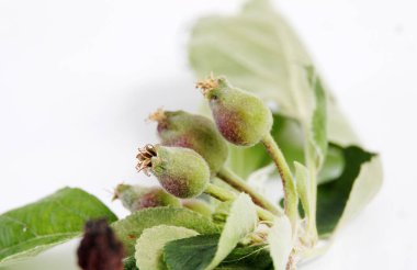 Elma yumurtalığı. Çiçek açtıktan sonra elma çiçek açar. Çiçek açtıktan sonra meyveler oluşur. Seçici odak