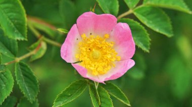 Köpek gülü, Rosa kanina, tırmanan yaban gülü parkta çiçek açıyor, seçici bir odak ile yakın çekim