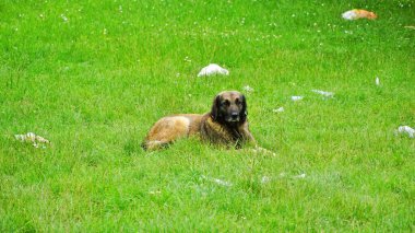 Evsiz, terk edilmiş, çok üzgün, zeki gözlü bir sokak köpeği..
