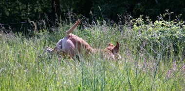 Amstaff 'ın arka planında zıplayan köpek karışımı..