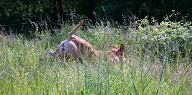 Amstaff 'ın arka planında zıplayan köpek karışımı..