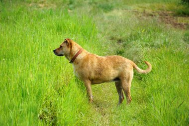 Arka planda Amstaff köpeği karışımı..