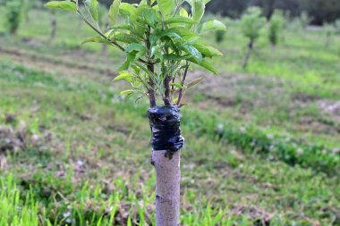 elma ağacı tohumu taze yapraklar, tarım konsepti, meyve bahçesi.