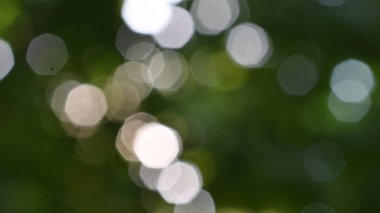 soyut yumuşak yeşil bulanık arkaplan, ekoloji kavramı