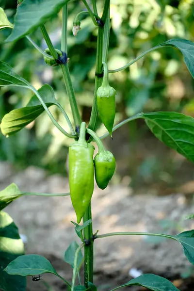 stock image green peppers growing in a vegetable garden.