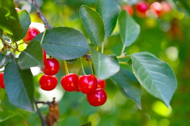 Bahçede olgun meyvelerle dolu kiraz ağacı dalları. Hasat zamanı.