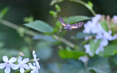 Sinek kuşu Hawk-güve çiçeği hovering
