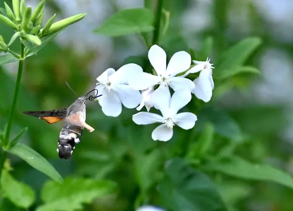 stock image hummingbird hawk-moth hovering over flower