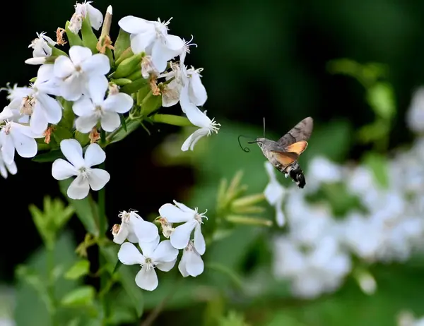 stock image hummingbird hawk-moth hovering over flower