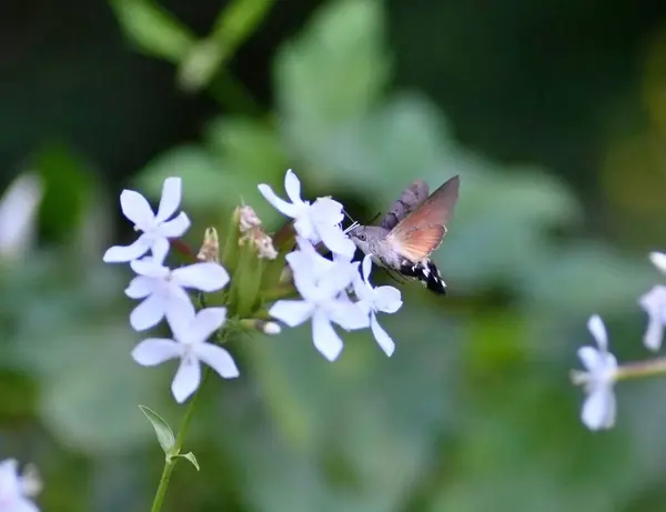 stock image hummingbird hawk-moth hovering over flower