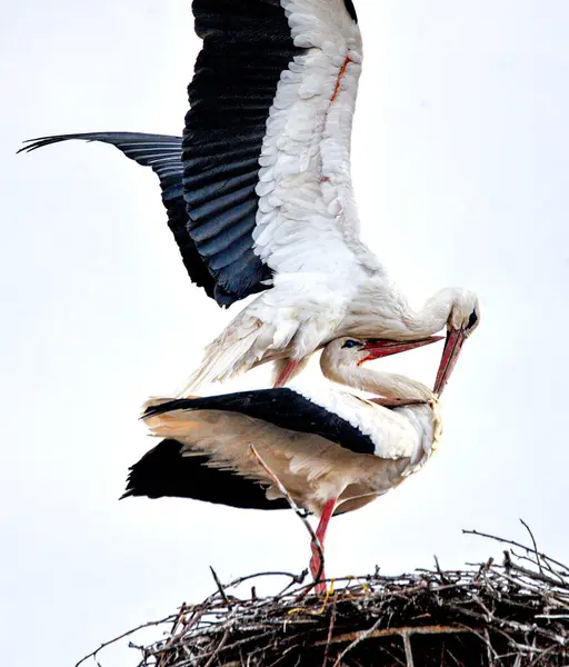 stock image A pair of storks mating in an nesting site.