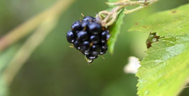Kara dutlar yağmurlu bir günde, yazın sonunda