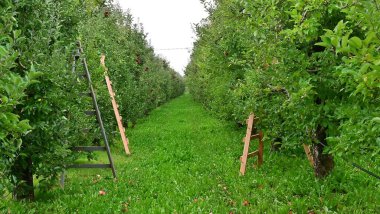 ladders in an orchard