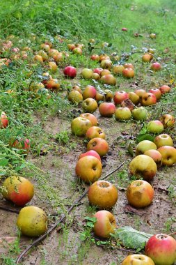 fallen appples in an orchard after harvesting