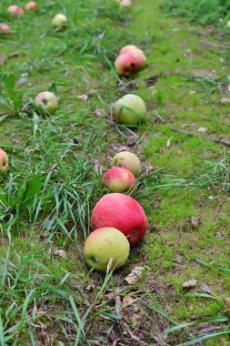 Düşen elma hasat sonra ve bir meyve bahçesi.