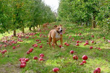 Düşen elma hasat sonra ve bir meyve bahçesi.