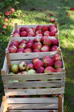 Meyve bahçesinde olgun elmalar, tarım ve gıda konsepti.