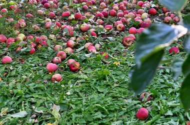 Meyve bahçesinde elma, tarım ve meyve kavramı.