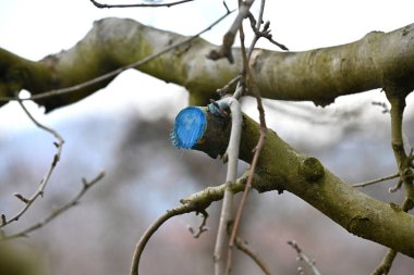 Kışın meyve bahçesinde budanmış ve korunmuş elma ağacı..