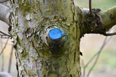 Kışın meyve bahçesinde budanmış ve korunmuş elma ağacı..