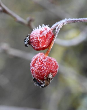 Rosehip 'te don, köpek gülü, Rosa canina, kış teması.