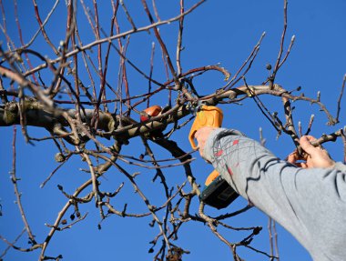 Elektrikli kesicilerle elma ağacını budamak.