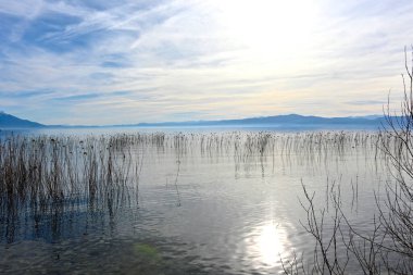 Ohrid Gölü 'nde sazlar.