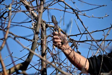 Güneşli bir kış gününde elma ağacını budamak.