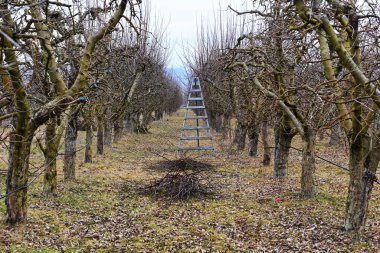 Kışın meyve bahçesinde elma ağacı budamak, tarım kavramı.