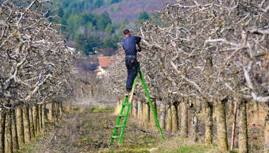 Güneşli bir kış gününde, bir merdivende çiftçi elma ağacı buduyor.