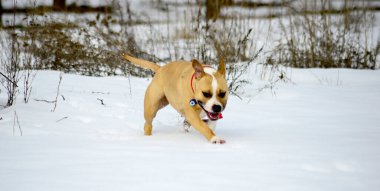 Kardaki köpek, hayvanlar ve evcil hayvan konsepti..