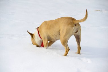 Kardaki köpek, hayvanlar ve evcil hayvan konsepti..