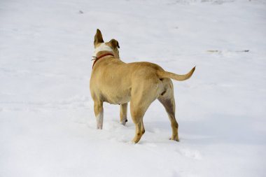 Kardaki köpek, hayvanlar ve evcil hayvan konsepti..