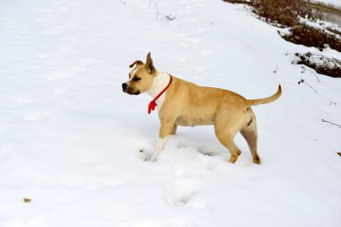 Kardaki köpek, hayvanlar ve evcil hayvan konsepti..