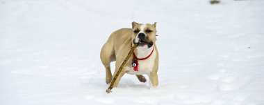 Kardaki köpek, hayvanlar ve evcil hayvan konsepti..
