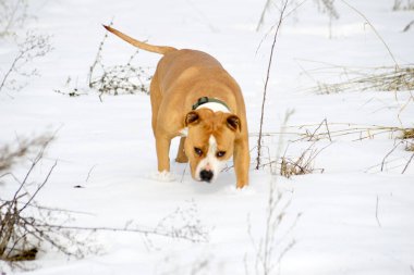 Kardaki köpek, hayvanlar ve evcil hayvan konsepti..