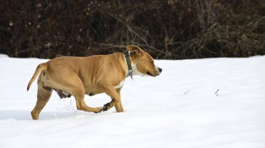 Kardaki köpek, hayvanlar ve evcil hayvan konsepti..