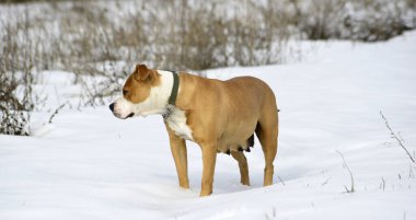 Kardaki köpek, hayvanlar ve evcil hayvan konsepti..