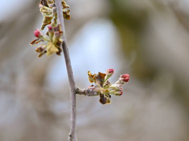 7 Nisan 2025 'te, prespa, Masedonia bölgesinde sabah soğuğundan zarar gören elma çiçeği..