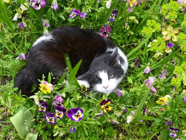 Siyah beyaz kedi, nonoş çiçekleriyle dolu bir bahçede yatıyor..