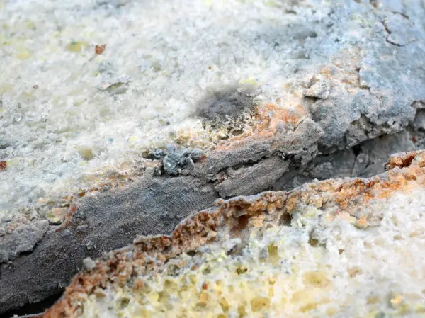 Ekmeğin üstünde kalıp, tehlikeli yemek teması..