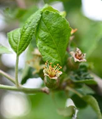 İlkbaharda bir meyve bahçesinde elma çiçek açar. Kapatın..
