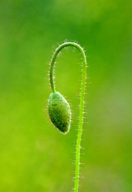 Doğada haşhaş çiçeği, bulanık arkaplan.