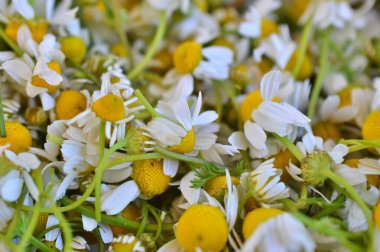 Çay için taze papatya çiçeği..