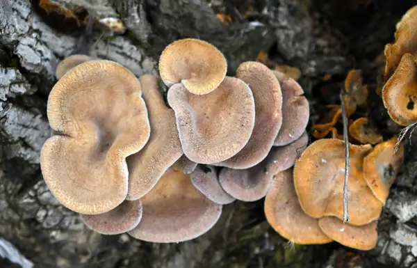 Mushrroms in nature, fungi theme.