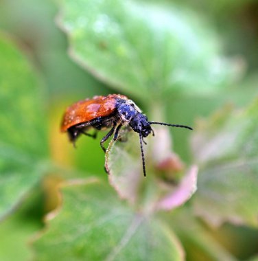 Sabah resmedilen çiğ damlalı omophlus böceği.