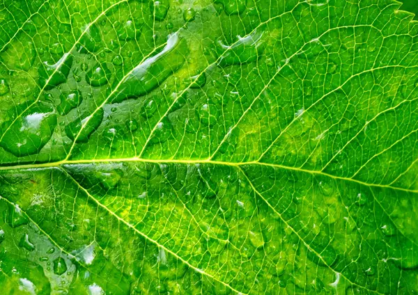 Yapraktaki yağmur damlalarının görüntüsü, doğa arkaplanı.