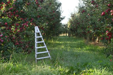 Sonbaharda meyve bahçesinde elmalar.
