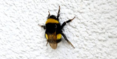 Eşek arısı duvarda dinleniyor.